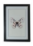Obraz Kolekcja Butterfly I 2