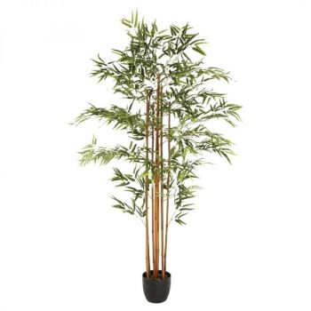 roslina-doniczkowa-bambus-180-cm-1.jpg